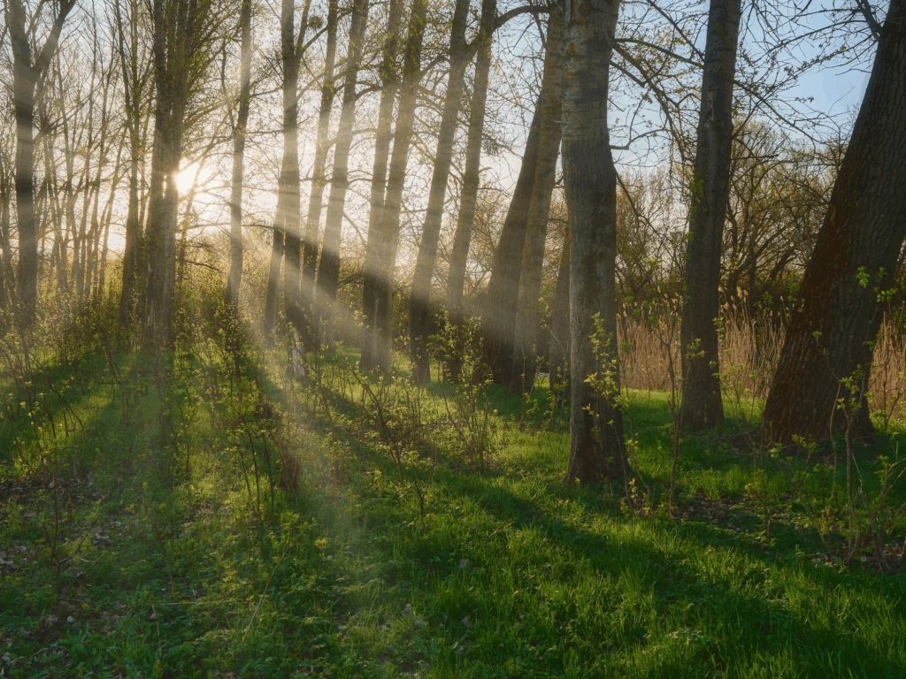 Trees are the real healer for Mother Earth.